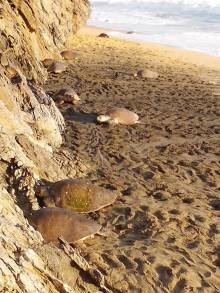 CONTINÃšA EL ARRIBO MASIVO DE TORTUGA MARINA A LAS PLAYAS DE LA COSTA DE MICHOACÃN