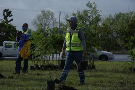 El Gobierno de Morelia prepara Programa de Reforestación 2021 