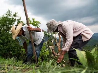 Paga Bienestar más de 4 mil mdp a sembradoras y sembradores por meses noviembre y diciembre 2021