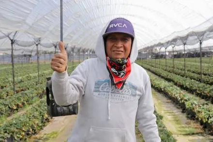 Gobierno de Michoacán e IMSS promueven la seguridad social para jornaleros agrícolas 