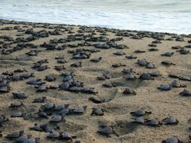 Felicita Sectur a Caleta de Campos por ser la  primer playa de la costa michoacana, libre de humo de tabaco 