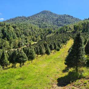 Anuncia Cofom puntos de venta de árboles de Navidad 2022 en Michoacán 