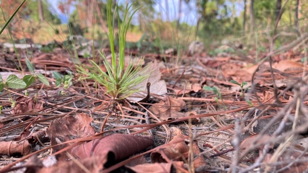 Comienza la renovación natural de bosques en zonas de protección ambiental en Michoacán 