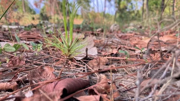 Comienza la renovación natural de bosques en zonas de protección ambiental en Michoacán 