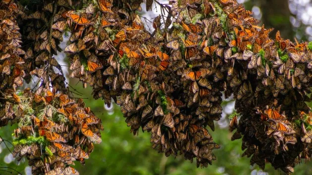 El Gobierno de Michoacán se sumará al Fondo Monarca para la conservación de la Biósfera 
