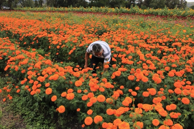 Flor de cempasúchil, símbolo vital de Noche de Muertos 