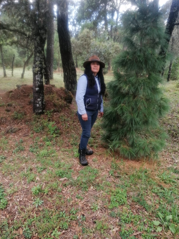 Adquiere tu árbol de Navidad en estos bosques michoacanos autorizados por la Semarnat 