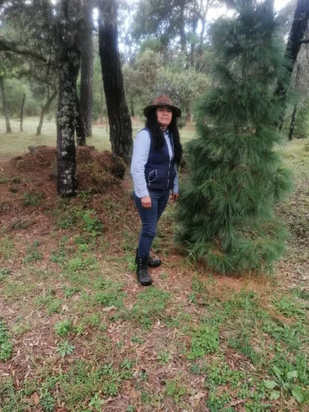 Adquiere tu árbol de Navidad en estos bosques michoacanos autorizados por la Semarnat 