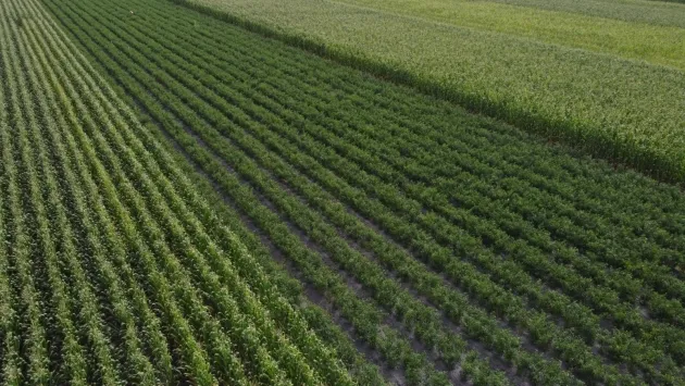 Michoacán, segundo lugar en aportación al PIB primario nacional 