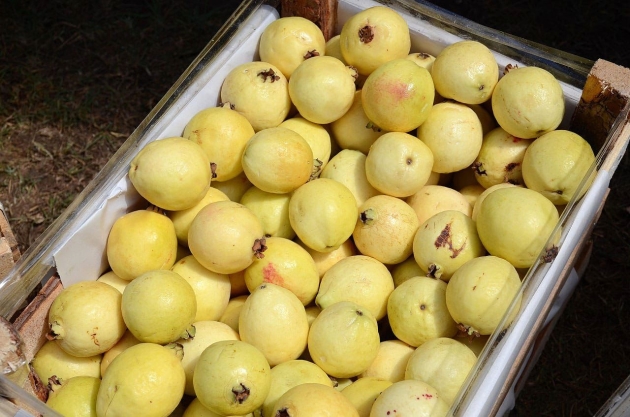 En proceso, certificación de la Guayaba Michoacana para Exportación 