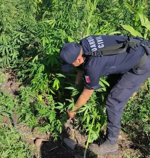 Guardia Civil y Ejército Mexicano localizan y destruyen 2 mil plantas de enervantes en Tuzantla