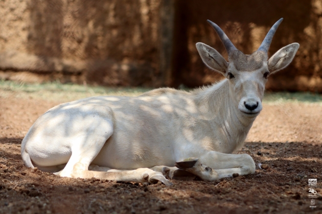 Imparable la cigüeña en el zoológico; nacen 7 crías de antílopes 