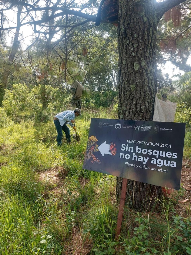 Se Suman esfuerzos para reforestar Áreas Naturales Protegidas en Morelia 