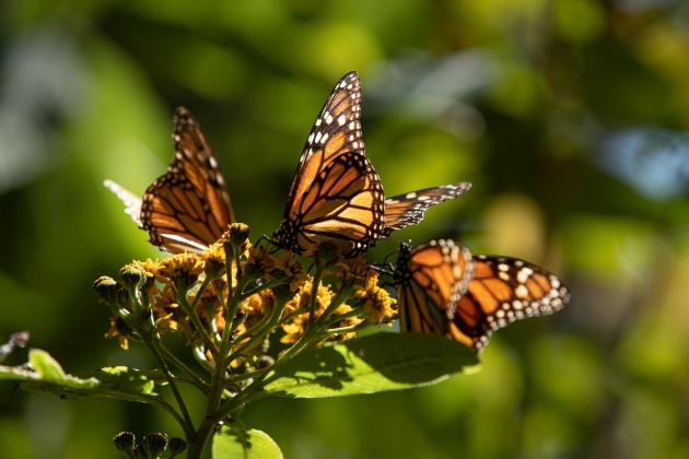 Llegan las Mariposas Monarca a Michoacán; acompañarán la Noche de Muertos 