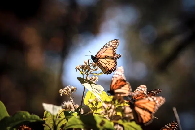 Guardián Forestal vigila permanentemente la Reserva de la Biósfera de la Mariposa Monarca: ARB 