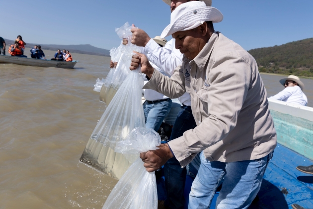 Siembra Gobierno de Michoacán 20 mil peces en el lago de Pátzcuaro 