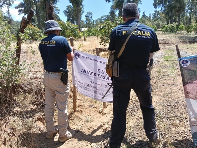 En Nahuatzen, FGE ejecuta cateo en predio vinculado a tala y cultivo ilegal de aguacate 