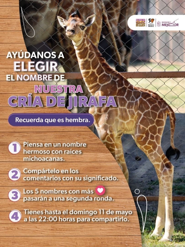 ¡Es momento de dejar tu huella! Ponle nombre a la nueva jirafita del Zoológico de Morelia 