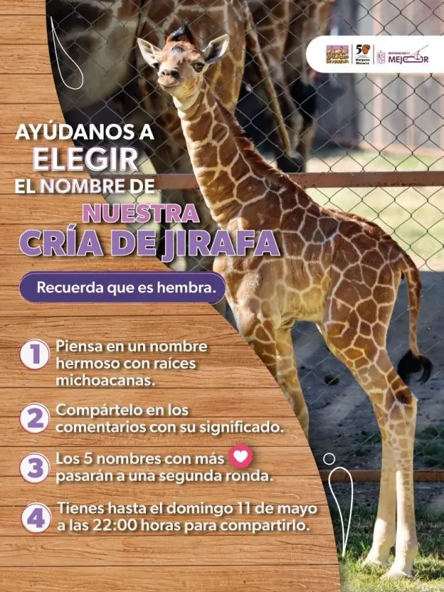 ¡Es momento de dejar tu huella! Ponle nombre a la nueva jirafita del Zoológico de Morelia 