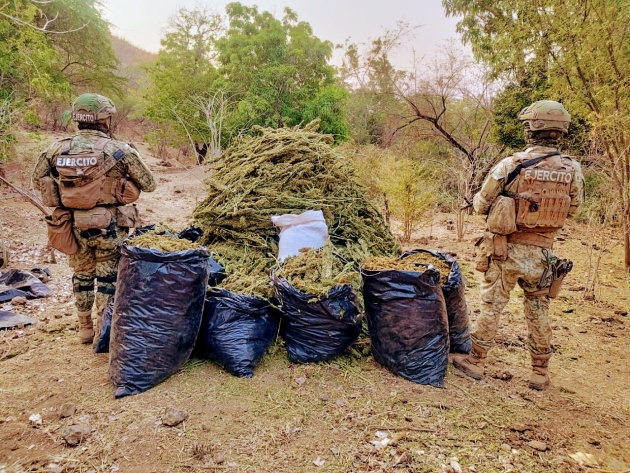 Ejército Mexicano asegura 100 kilogramos de mariguana en Aguililla 