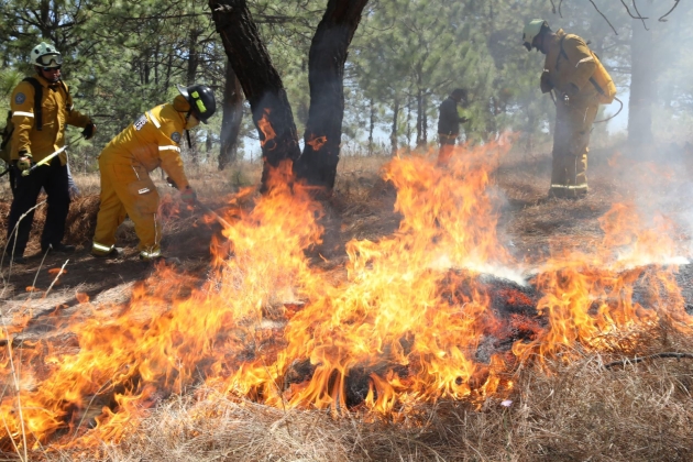 Brigadas forestales apagan 3 incendios en Hidalgo y Ocampo: Cofom 