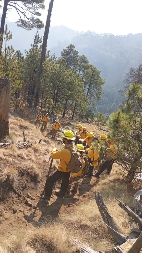Sin incendios activos en Michoacán; brigadistas logran control de siniestros: Cofom 