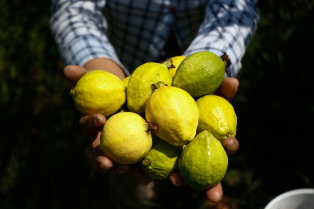 Michoacán, primer lugar nacional en producción de guayaba: Sader 