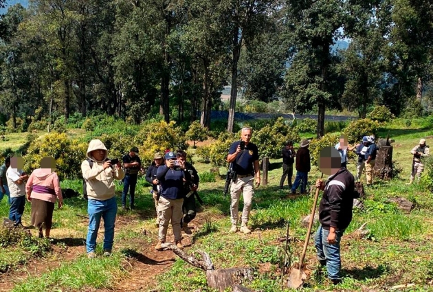 En Los Reyes, desmantela FGE huerta de aguacate como parte de reparación del daño por delitos contra el ambiente 
