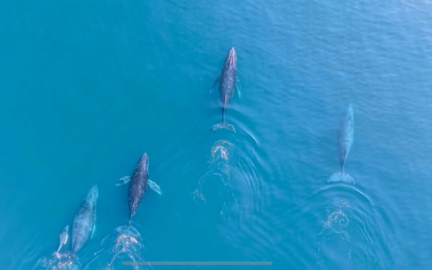 Regresan las ballenas jorobadas al Pacífico michoacano: Compesca 