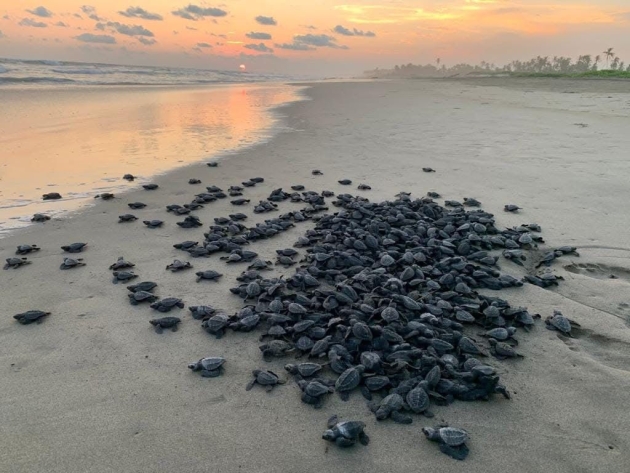 Se liberan en Michoacán Crías de tortuga protegida como parte de su  proceso de reproducción y preservación 