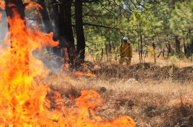 Atiende Gobierno de Michoacán incendio forestal en Nuevo Urecho 
