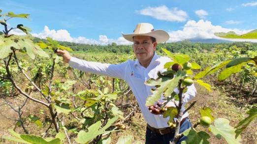 Produce Michoacán 8.5 millones de toneladas de frutos: Sedrua