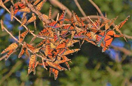 ARTICULO DE OPINIÃ“N: Mariposas Monarca , las ánimas que   vuelven a  Michoacán     