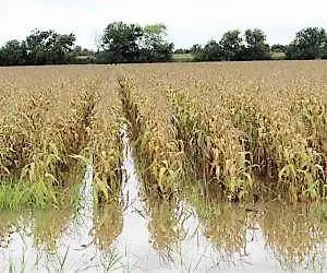 Paga Sedrua 2.8 mdp a Productores Afectados por Contingencias  