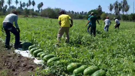 Produce Michoacán casi 21 mil toneladas anuales de Sandía 