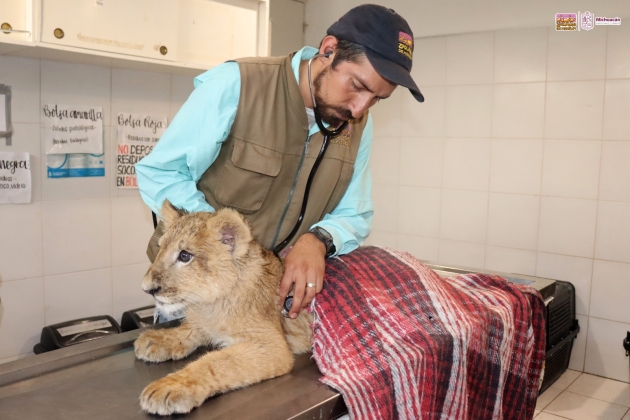 Cachorros felinos rescatados, son atendidos y vivirán en el zoológico de Morelia