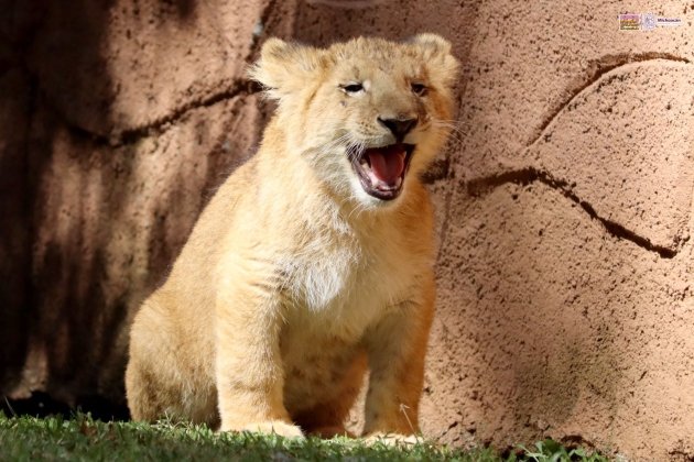 Cuida ZooMorelia salud de crías de felinos asegurados en Tanhuato 