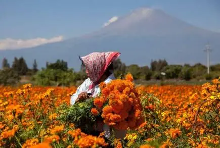Michoacán, líder productor de  flor de cempasúchil: Sedrua