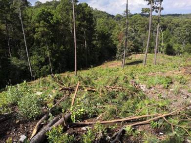 Desmantela Mesa de seguridad Ambiental, huerta de aguacate irregular en Morelia