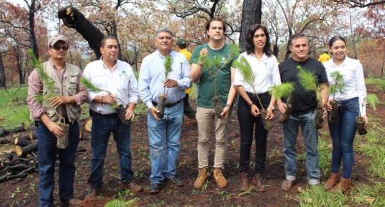 En Ario de Rosales, planta Cofom 4 mil 500 Nuevos Ãrboles de  Pinos