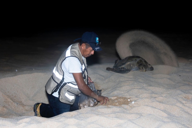 ¿Visitarás los campamentos tortugueros? Sigue estas recomendaciones de Compesca 