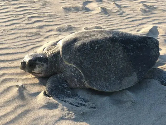 Separa PC a 2 elementos relacionados con robo de huevos de tortuga 