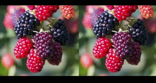 Agricultura Sustentable en mil 200 hectáreas de zarzamora en Michoacán