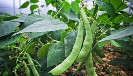Se producen más de 6 mil toneladas de frijol en 63 municipios de Michoacán 
