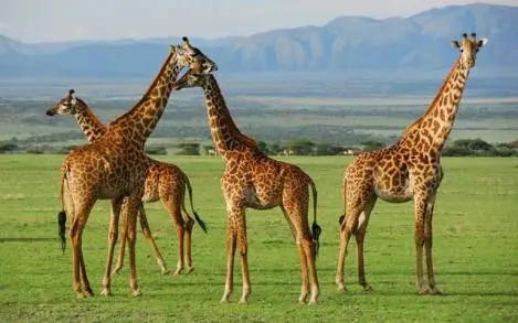 Jirafas, loros y robles: algunas de las especies en Peligro de Extinción: ONU 
