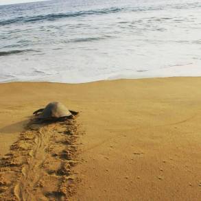  Cambio Climático y Contaminación Afectan Poblaciones de las Tortugas Marinas Laúd, Carey y Lora