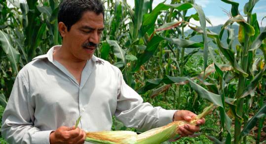 El programa Producción para el Bienestar está dando sus Primeros Frutos