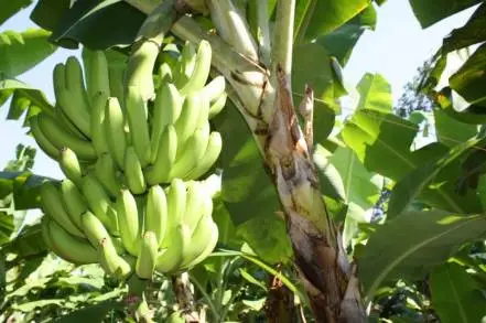 En cuatro años, el valor del plátano se incrementó un 97 por ciento en Michoacán 