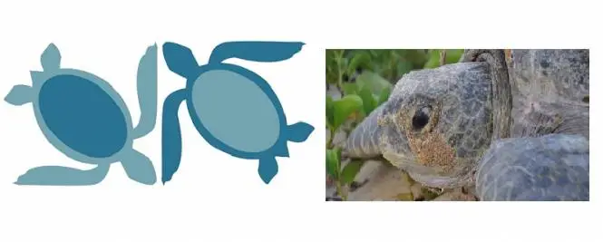 La UMSNH es sede de la 2a Reunión Internacional sobre Tortugas Marinas del Pacifico Oriental Tropical